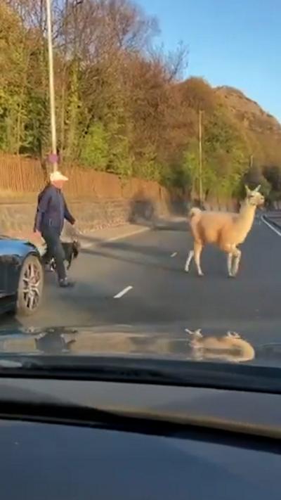 Man trying to catch two goats and a llama loose on a road as cars approach in the distance.