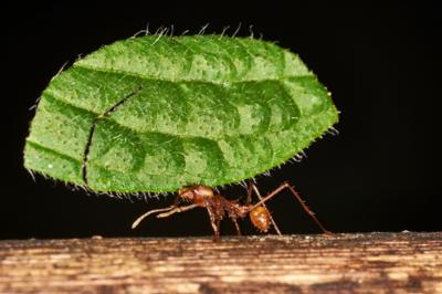 An ant carries a leaf