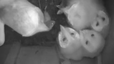 A screen grab from a camera inside an owl nesting box.  It shows a mother owl and her four chicks.  The mother owl and one of the chicks both have small rodents in their beaks.