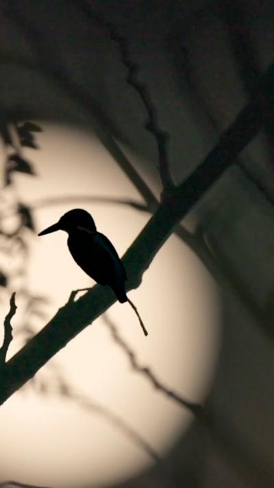The silhouette of a bird against the Moon