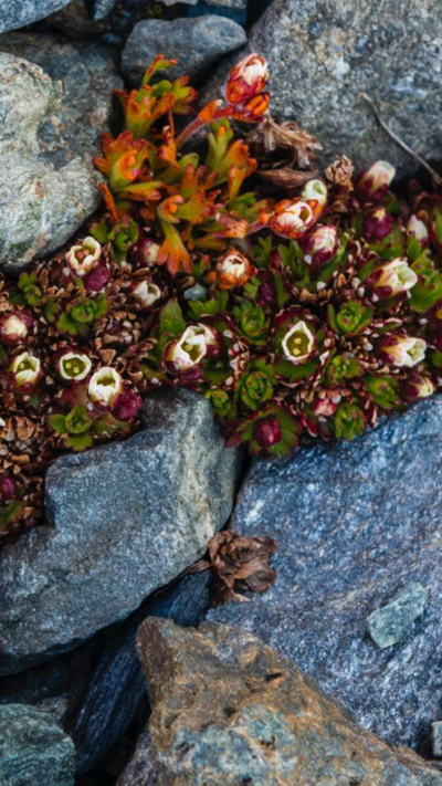 Rare plant in some rocks. It has green, white and pink colours and looks a little bit like land coral
