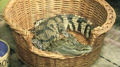 Rover the crocadile resting in a dog bed.