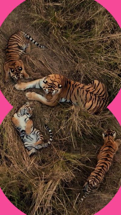 View from a bove three tiger cubs around a larger female tiger