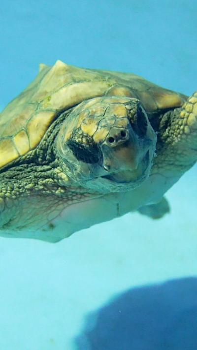 A green loggerhead turtle swims and looks at the camera in a light blue pool of water