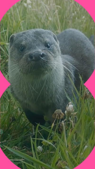 A grey otter looks directly at the camera. It has long white whiskers and is surrounded by grass.