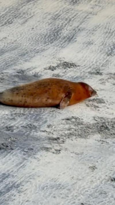 Brown seal lying on a beach, facing away from the camera 