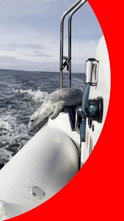 A seal on the side of a boat