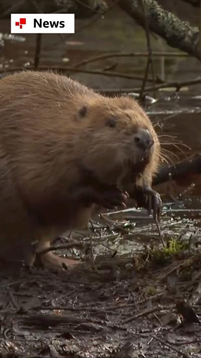 Beaver in woodland with water in background