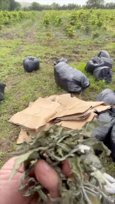 A hand holding dried cannabis leaves in front of fly-tipped cardboard and binbags