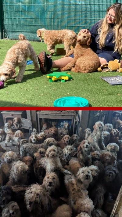  Split screen of three poodle-cross dogs playing in garden with a lady and, below, 250 dogs all crammed in one room