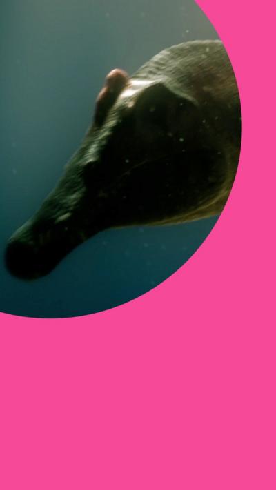 A Spinosaurus dinosaur swims underwater