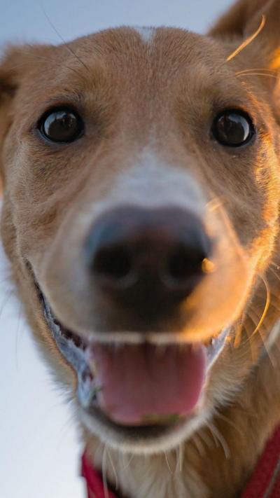 A close up shot of a dog's face