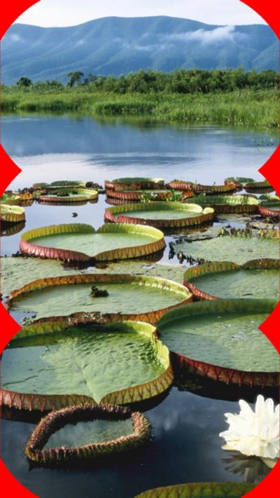 Lily pads in a lake with a grassy bank and mountains in the background