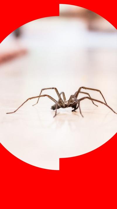 A spider on a floor. A rug can be seen to the left