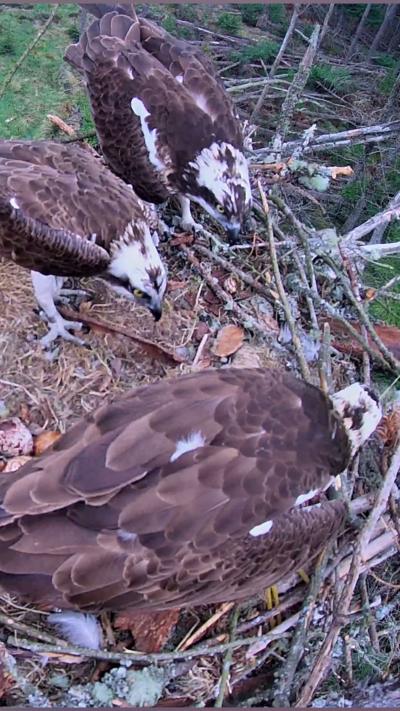Birds-eye footage shows three adult ospreys in a nest. They have brown feathers on their bodies and black and white heads.