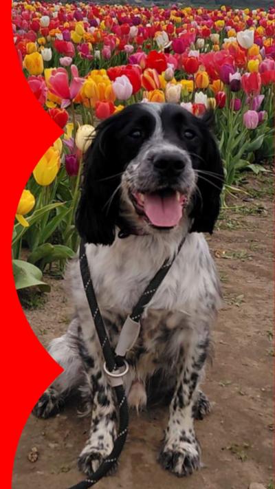 A black and white springer spaniel sat with his mouth open in a field of multi-coloured tulips.