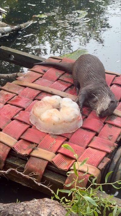 An Asian small-clawed otter on a woven surface above water plays with a cake made of ice and fish