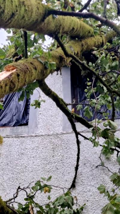 A large tree, its trunk covered in green moss, crashes through the windows of a house
