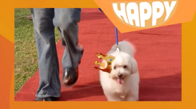 A dog on the red carpet