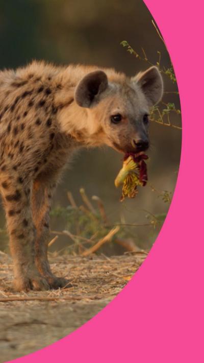Hyena cub holds a flower in its mouth