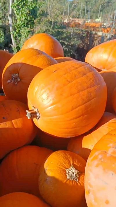Pumpkins on a farm in Hampshire