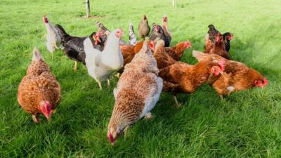 A flock of chickens, some red, some white, three black sit and peck in a green field. 