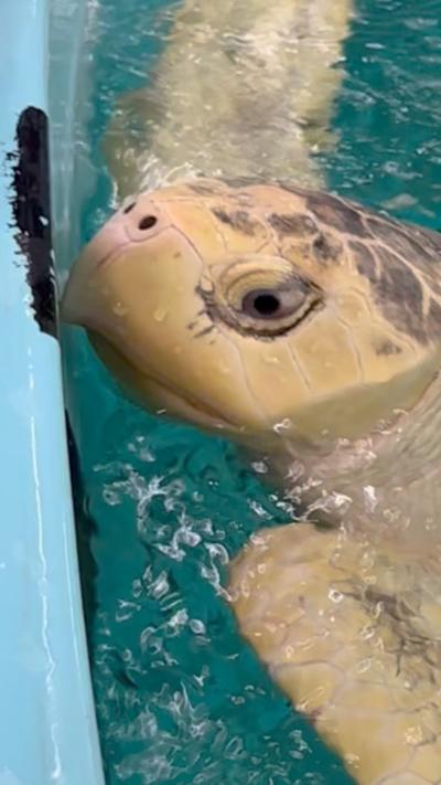 A turtle poking its head out of the water