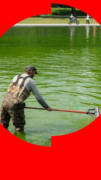 A man in waders fishes algae of the Lincoln Memorial Reflecting Pool in Washington, D.C.