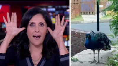 (L) Maryam Moshiri impersonating a peacock, (R) a peacock