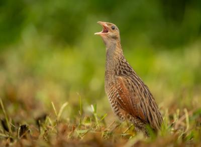 A brown bird with its mouth open amongst short grass