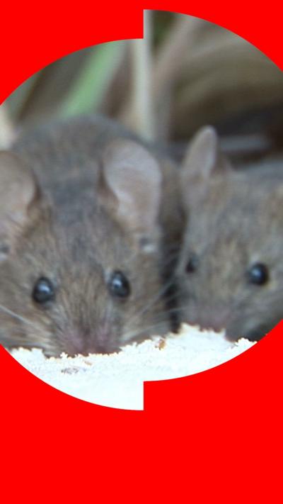 Two small mice looking directly at the camera