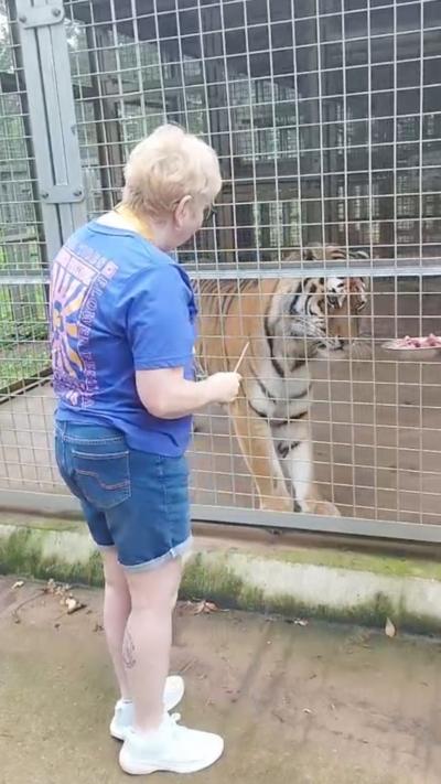 A woman in a blue t-shirt and blue denim shorts feeding a tiger.
