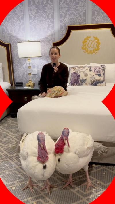 Two white turkeys on the floor of a hotel room, with a reporter behind sitting on a bed.