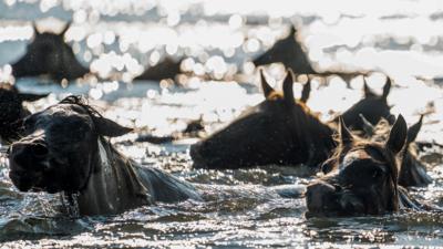 A herd of wild Chincoteague Ponies make the swim from Assateague Island to the shores of Chincoteague