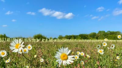 Bright blue sky with small fluffy clouds over dry grassland with daisies