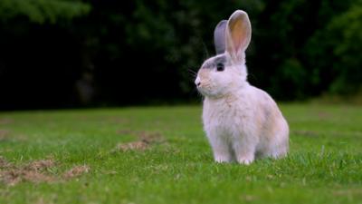 A cute rabbit sitting on grass