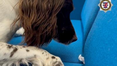 A cocker spaniel dog with its nose pointing towards a white wrapper sticking out of a blue sofa
