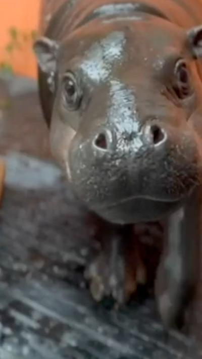 Haggis the pygmy hippopotamus