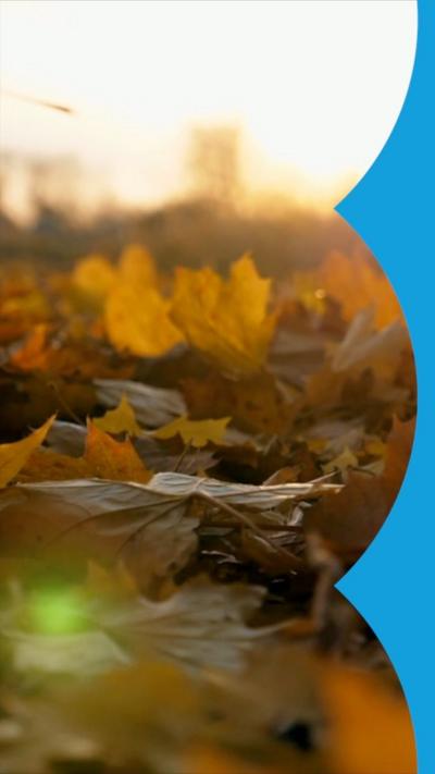 Autumnal leaves on the ground