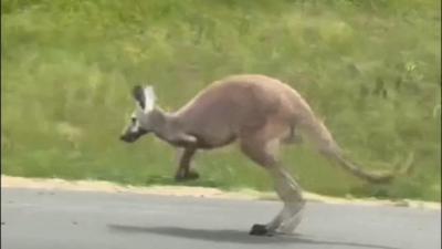 A Kangaroo is seen hopping down a US interstate