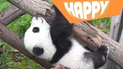 a panda cub hangs on a branch with the happy logo overlaid on the image