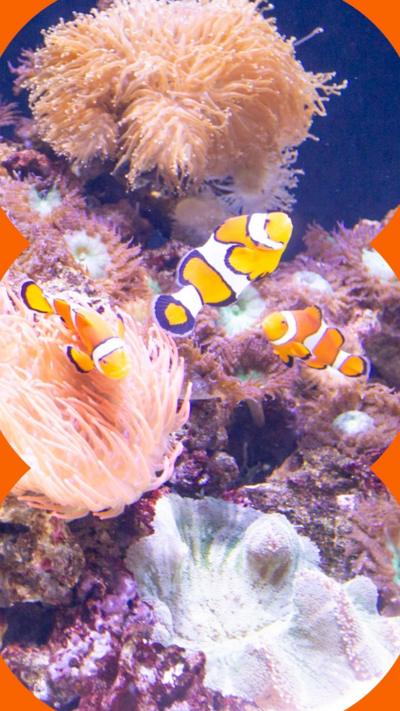Three orange and white clownfish swim among anemones growing on corals.
