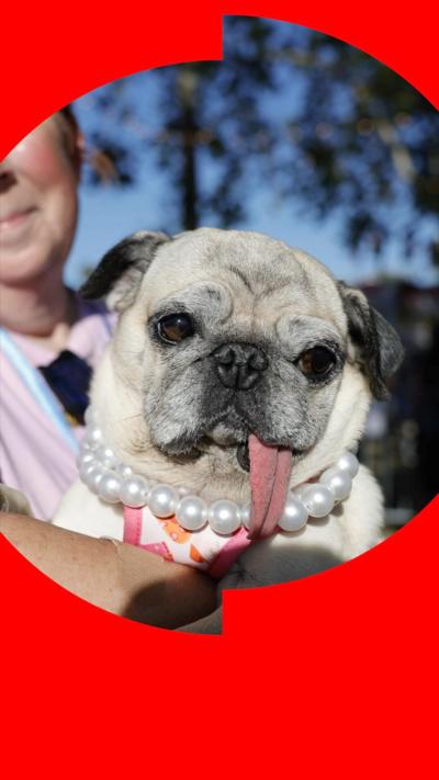 A pug dog is held with its long pink tonghue hanging out the side of its mouth and a pearl necklace