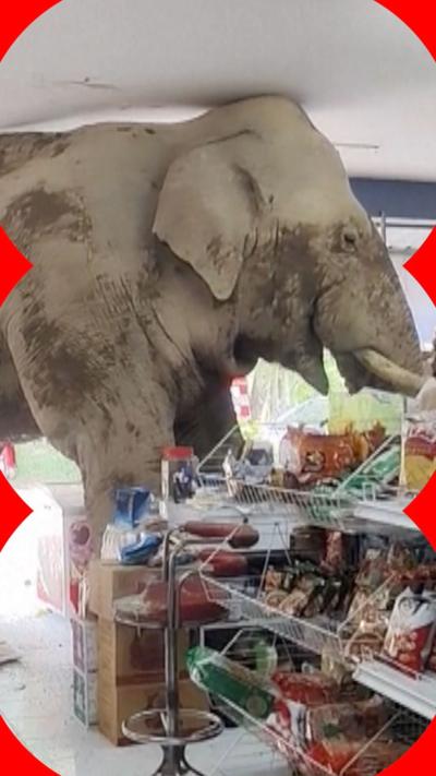 Muddy elephant inside a shop, next to shelves of food - its head is touching the roof 