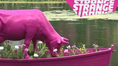 A pink cow in a boat and the strange logo