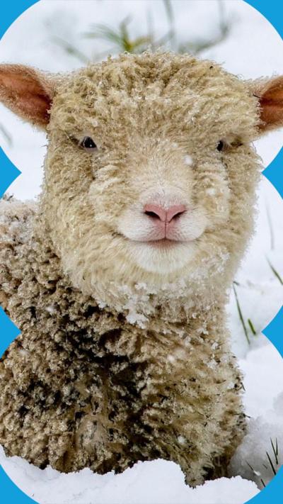 A lamb sits in a snowy field.