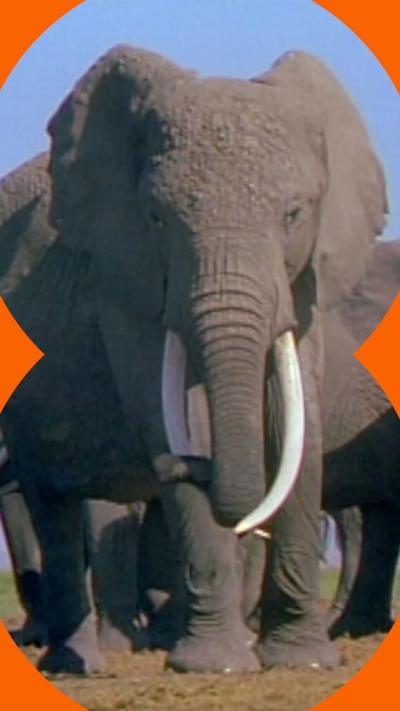 Wide shot of Echo the elephant looking directly at the camera 