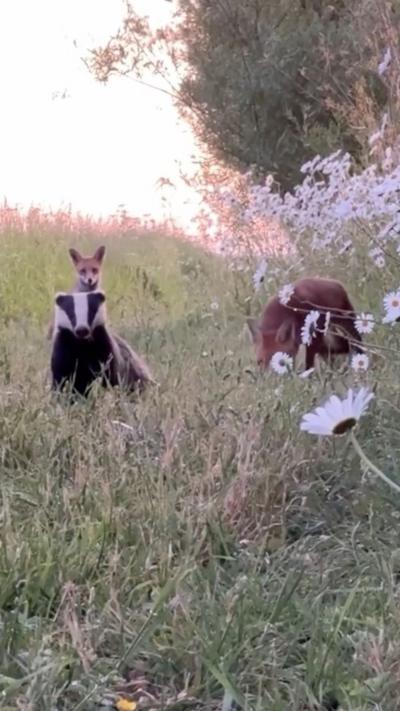 A badger, surrounded by a couple of foxes, long grass and daisies looks towards the camera