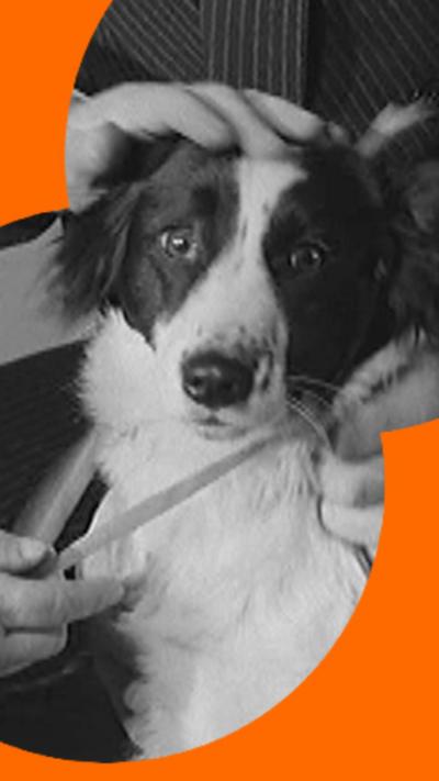 Pickles is a Border Collie