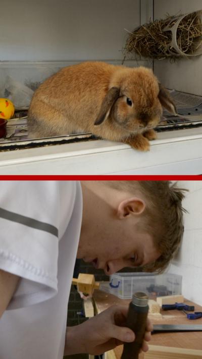 A composite image of a rabbit and a young person making a hideout